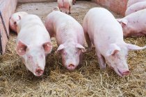 Schweine auf einem Bauernhof — Stockfoto