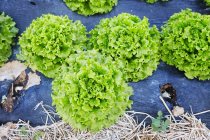 Endive lettuce growing in wooden stand — Stock Photo