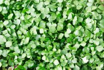 Folhas verdes fundo, close-up — Fotografia de Stock