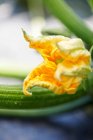 Zucchine verdi fresche su sfondo bianco — Foto stock