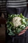 A men with a linen apron holding a cauliflower in his hands — Stock Photo