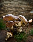 Крупный план вкусных лесных грибов в корзине — стоковое фото