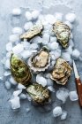 Fresh oysters with ice cubes and a knife — Stock Photo