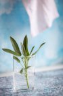 Fresh sage in a glass of water — Stock Photo
