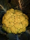 Fresh cauliflower on a black background — Stock Photo