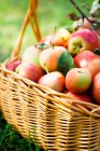 Свежий урожай корзины яблок на траве — стоковое фото
