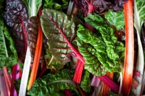 Diferentes tipos de col roja y púrpura sobre un fondo blanco, comida saludable, vista superior - foto de stock