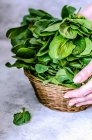 Basket with spinach in the hands on a concrete background — Stock Photo