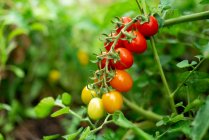 Спелые помидоры, свисающие с фермы — стоковое фото