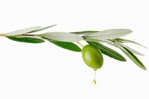 Olive oil dripping from olive on branch — Stock Photo