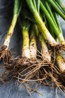 Fresh spring onions covered in soil — Photo de stock