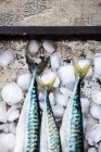 Drei frische Makrelen (Detail) auf Eis — Stockfoto
