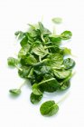 Fresh green basil leaves on white background — Stock Photo