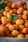 Свіжі абрикоси з зеленим листям в дерев'яній ящиці — стокове фото