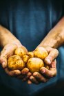 Mani che detengono patate appena raccolte — Foto stock