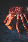 Crabe royal, gros plan — Photo de stock