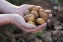 Mani che detengono patate appena raccolte — Foto stock