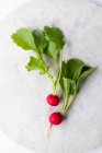Two fresh radishes on a light surface — Stock Photo