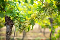 Uvas que crecen en viñedos en arbustos rodeados de hojas verdes - foto de stock