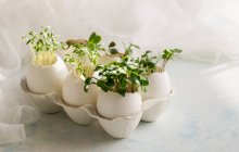Мікрогрін у яєчних шкаралупах, концепція весни та Великодня — стокове фото