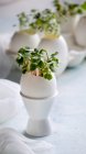 Microgreens dans les coquilles d'œufs, printemps et Pâques concept — Photo de stock