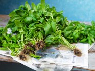 Primer plano de deliciosa albahaca fresca - foto de stock