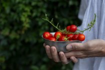 Mãos segurando uma tigela pequena com tomates cereja frescos — Fotografia de Stock