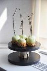 Close-up shot of delicious Green toffee apples on twigs — Stock Photo