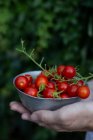 Mãos segurando uma tigela pequena com tomates cereja frescos — Fotografia de Stock