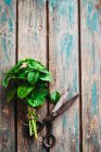 Fresh mint with vintage scissors on rustic wooden background — Stock Photo