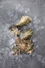 Fresh oysters on crushed ice — Stock Photo