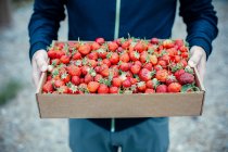 Cropped shot of man holding wooden crate full of fresh strawberries — Stock Photo