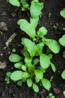 Cultivo de hojas de ensalada en el suelo, tiro de cerca - foto de stock