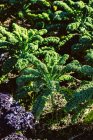 Grüne Blätter einer Pflanze im Garten — Stockfoto