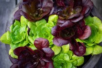 Red and green fresh lettuces, top view — Stock Photo