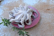 Крупным планом сырой осьминог на тарелке — стоковое фото