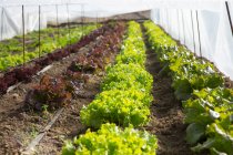 Lettuce being cultivated in a polytunnel — Stock Photo
