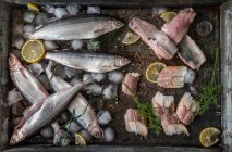 Vários peixes em uma panela de estanho com cubos de gelo — Fotografia de Stock