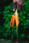 Mano del jardinero sosteniendo zanahorias frescas recogidas - foto de stock