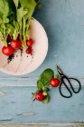 Fresh radishes on a plate against a blue wooden background — Stock Photo