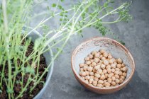Sprouted and dried chickpeas - foto de stock