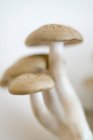 Gros plan sur les délicieux champignons Enoki — Photo de stock