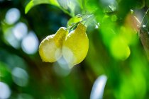 Frutti freschi maturi sull'albero — Foto stock