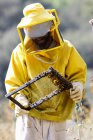 Bee keeper inspecting hive — Stock Photo