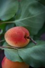 Une Wachauer Marille (abricot de Wachau) aux feuilles — Photo de stock