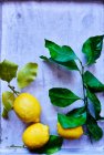 Limones frescos con hojas secas y verdes - foto de stock