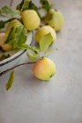Yellow apples with branches and leaves in bowl and on table — Stock Photo