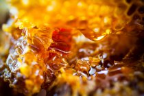 Primo piano di deliziosi favi con miele — Foto stock