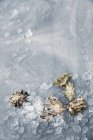 Huîtres fraîches sur glace concassée — Photo de stock