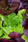 Зеленый и красный салаты, крупным планом — стоковое фото